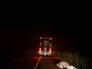 Ônibus atropela bovino na PR-092 em Santo Antônio da Platina