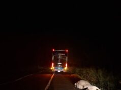 Ônibus atropela bovino na PR-092 em Santo Antônio da Platina